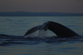 ballenas