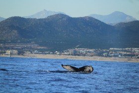 BALLENAS