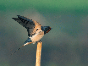 barn swallow