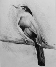 Beautiful bird drawing