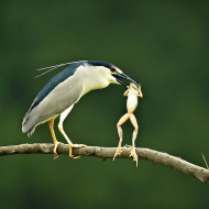 Black crowned night Heron with catch a frog