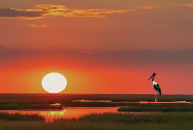 Black necked Stork