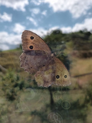 butterfly on window