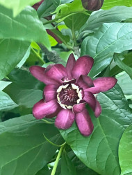 Calycanthus