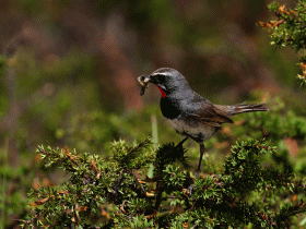 Chinese ruby throat