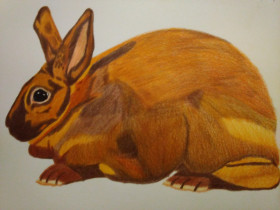 Cinnamon Rabbit