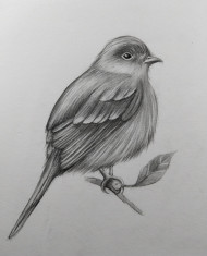 Cute bird drawing