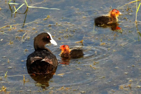 eurasian coot with chiks