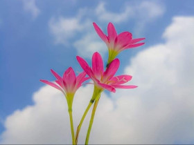 Flower in sky