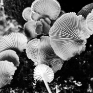 Fungi B&W