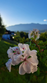 geranium at 1000 altitude