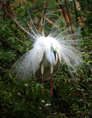 Great white Egret.