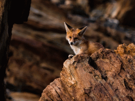 Himalayan red fox