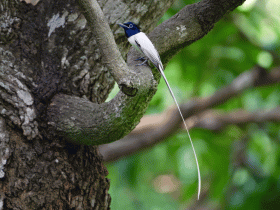 indian paradise flycatcher