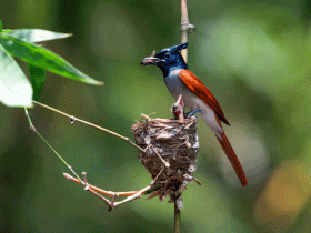 indian paradise flycatcher