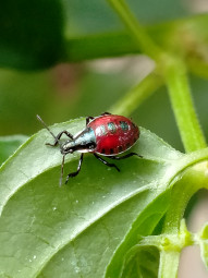 Kumbang merah