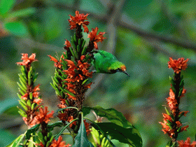 leaf bird