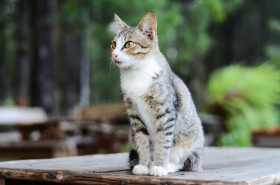 Lonely Cat In The Nature