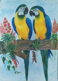 Macaw birds