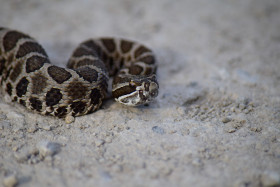 Massasauga