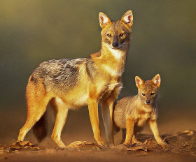 Mother Golden jackal with a baby