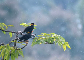 Mynah Bird