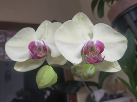 Orchid Flowers