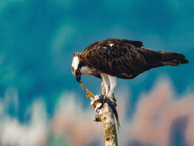 osprey with breakfast