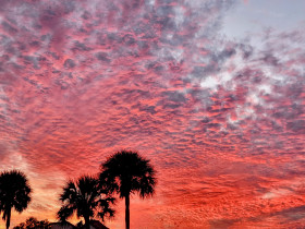 Palm trees in the clouds