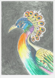 peacock A3 PRINT 2