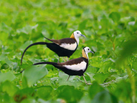 Pheasant-tailed jacana