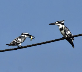 Pied Kingfisher holding her prey