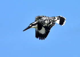 Pied Kingfisher in its flight