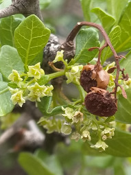 Plants of the Anti-Atlas of Morocco