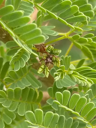 Plants of the Anti-Atlas of Morocco