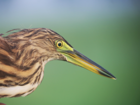 pond heron with sharp eyes