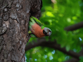 red breasted parakeet