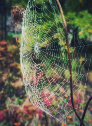 Spidera web