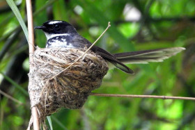 spot breasted fan tailed fly catcher