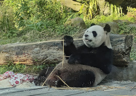 taipei，panda