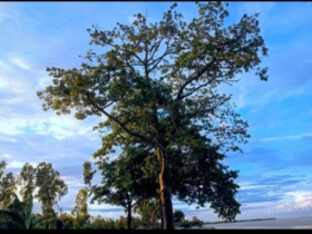 Tree & Sky view