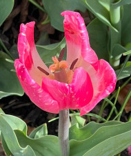 Tulip