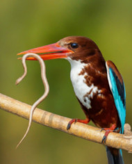 White throated Kingfisher