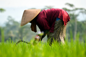 Working Woman On The Grass