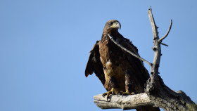 Young Bald Eagle LBNWR